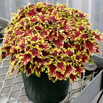 Coleus 'Bright Spark' 