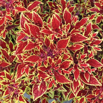 Coleus 'Cuckoo' 