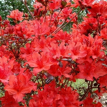 Rhododendron Glenn Dale hybrid 'Trouper' 