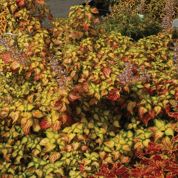 Coleus TERRA NOVA® 'Electric Slide'