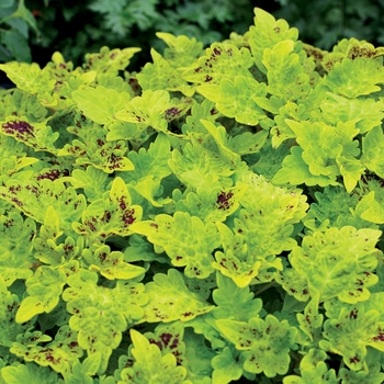 Coleus 'Lavish Lime' 