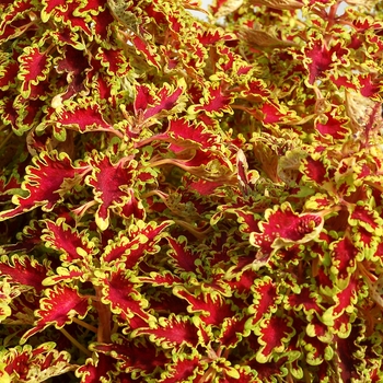 Coleus 'Lovebird' 