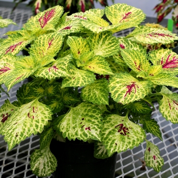 Coleus 'Lumen' 