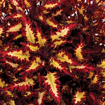 Coleus 'Macaw' 