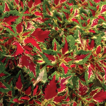 Coleus 'Magic Spell' 