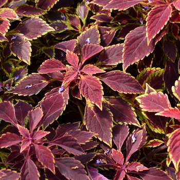 Coleus 'Maharaja' 