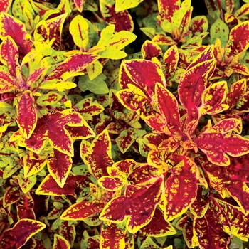 Coleus TERRA NOVA® 'Marrakesh'