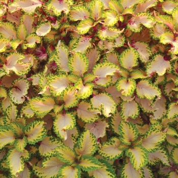 Coleus 'Mystic Light' 