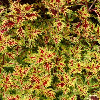 Coleus 'Persia' 