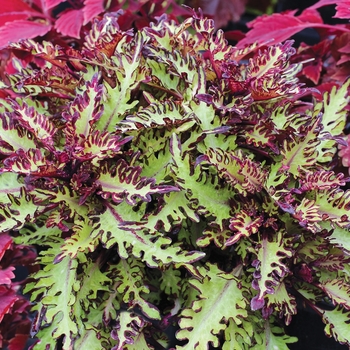 Coleus 'Quetzal' 