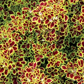 Coleus 'Tammy' 