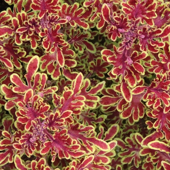 Coleus 'Terry' 