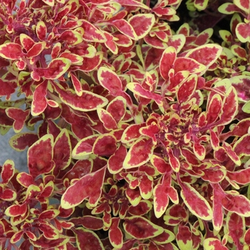 Coleus TIDBITS™ 'Timmy'