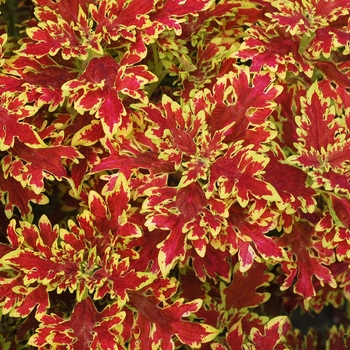 Coleus Wildfire™ 'Blaze'