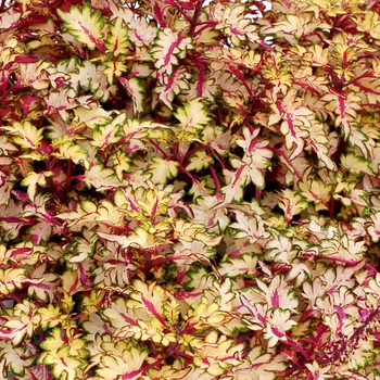 Coleus Wildfire™ 'Flash'