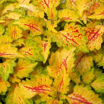 Coleus 'Flicker' 