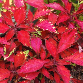 Coleus 'Ignition' 