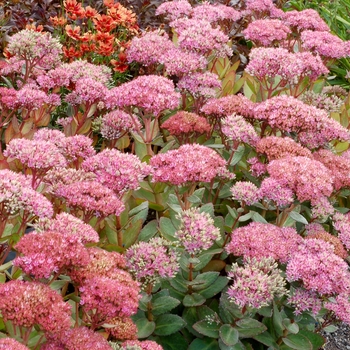 Sedum 'Beach Party' PP22810