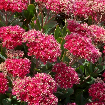 Sedum 'Class Act' PP200125