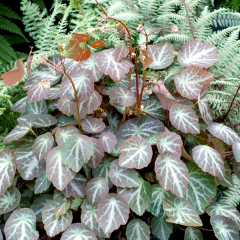 Thalictrum ichangense 'Evening Star'