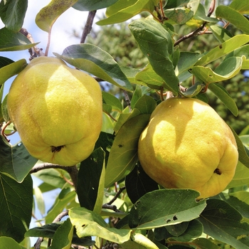 Cydonia oblonga 'Champion' 