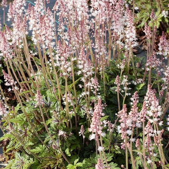 Tiarella 'Lace' PPAF