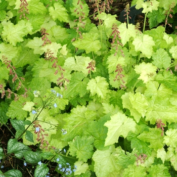 Tolmiea menziesii 'Cool Gold'