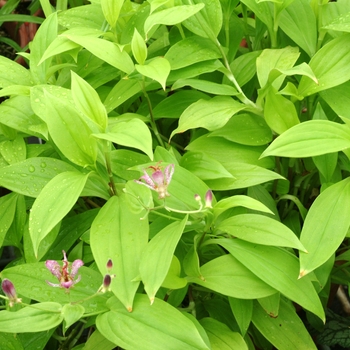 Tricyrtis formosana 'Gilty Pleasure'