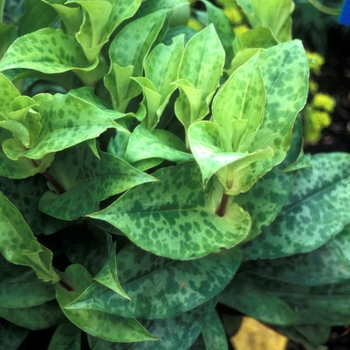 Tricyrtis formosana 'Moonlight Treasure'