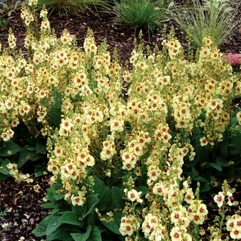 Verbascum 'Dark Eyes'