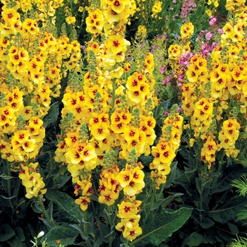 Verbascum 'Gold Nugget' PP18311