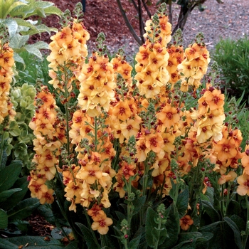 Verbascum 'Honey Dijon' PP17170