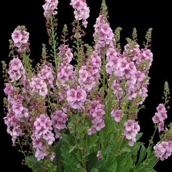 Verbascum 'Lavender Lass' PP16658