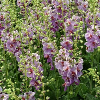 Verbascum 'Plum Smokey' PP16156