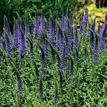 Veronica 'Blue' PPAF