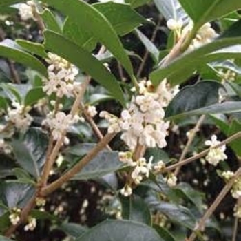 Osmanthus fragrans 'Apricot' 