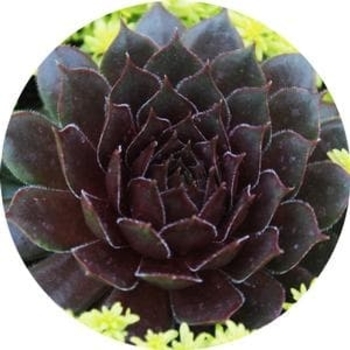 Sempervivum 'Bing Cherry' 