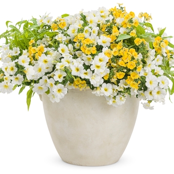 Calibrachoa 'Over Easy™' PPAF