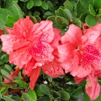 Rhododendron Girard hybrid 'Fashion' 