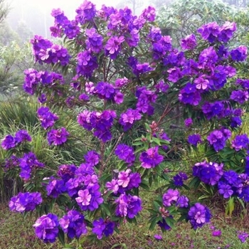 Tibouchina lepidota