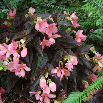 Begonia 'Enchanted Evening' 