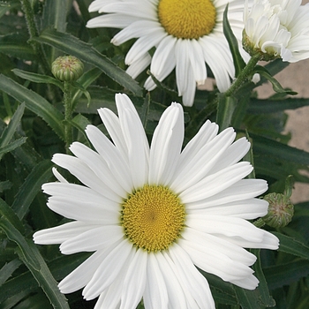 Leucanthemum x superbum Amazing Daisies® 'Daisy May®'