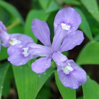 Iris cristata 'Eco Bluebird' 