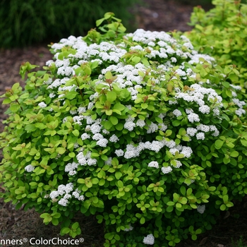 Spiraea betulifolia 'Tor Gold' Can 5121