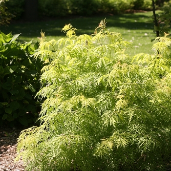 Sambucus racemosa 'Lemony Lace®'