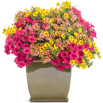 Calibrachoa 'Holy Moly!®' USCALCHSTM