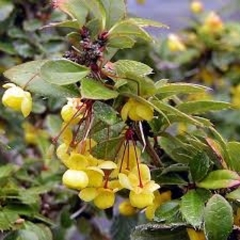 Berberis x gladwynensis 'William Penn' 