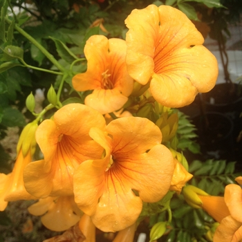 Campsis x tagliabuana 'Takarazuka Gold' 