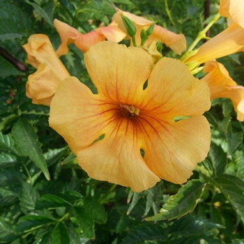 Campsis x tagliabuana Summer Jazz™ 'Yellow'