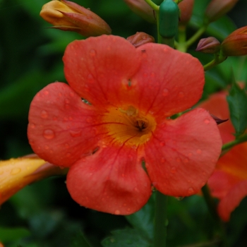 Campsis x tagliabuana Summer Jazz™ 'Tangerine'